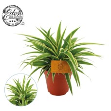 Chlorophytum com. 'Ocean'